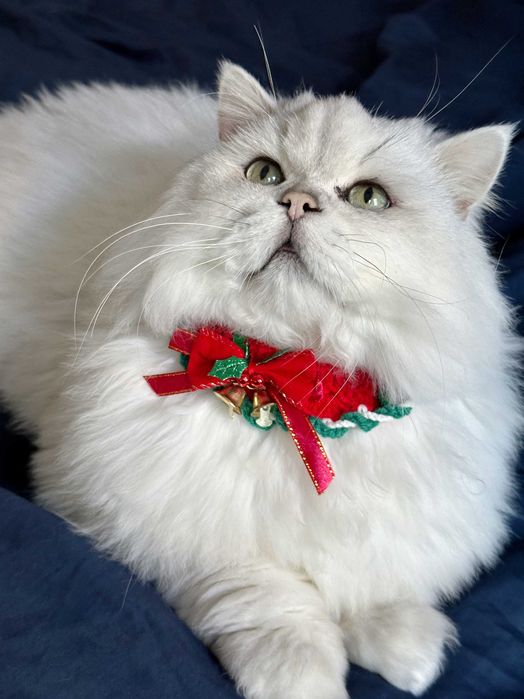 Коледна шапка елха за котка или малко куче – сладък празничен аксесоар