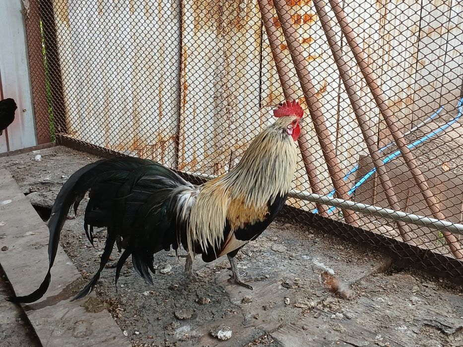 Феникс   серебро