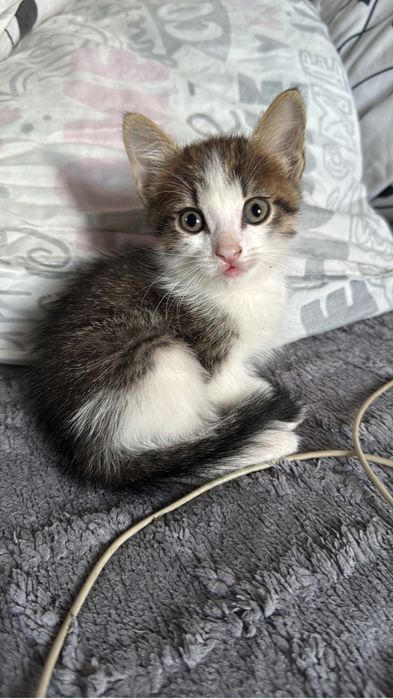 Котятя приучены к еде и латку