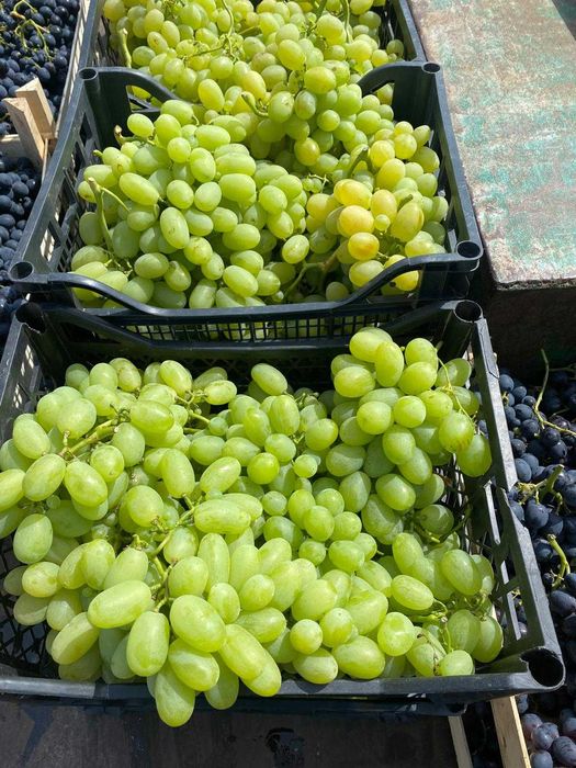 Struguri De Masa – Italia, Victoria, Tamina – Calitate Superioara