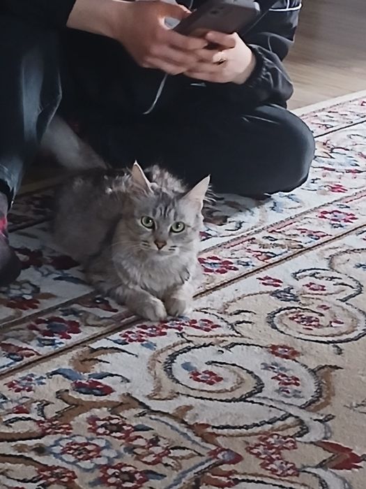 Продаю кошку девочка