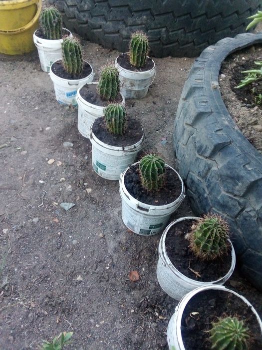 Продам кактус 500 тенге