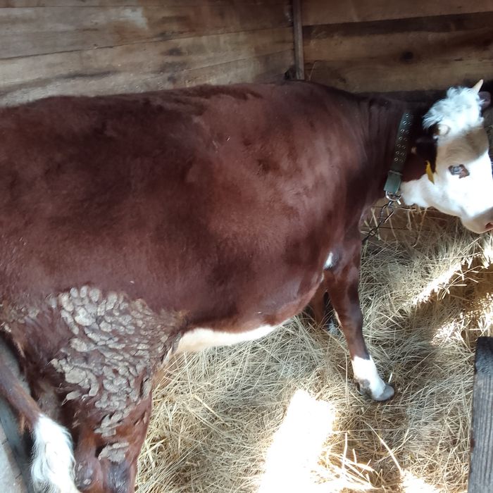 Продам телку 1 год 3 месяца