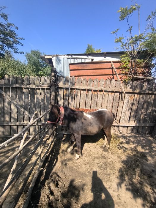Ponei armâsar schimb cu poneița
