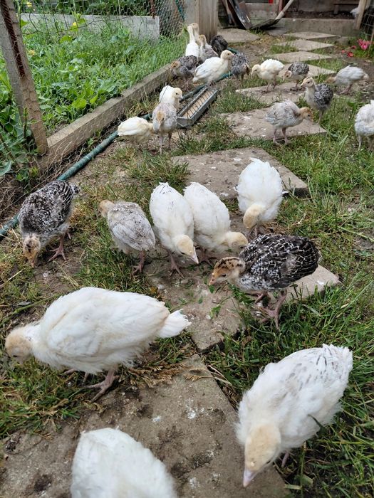 Pui de curcă românești