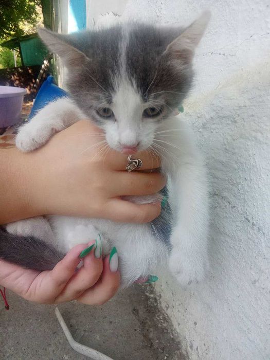 Котята, около 2 месяцев