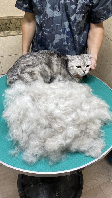 Стрижка собак и кошек в Актау !