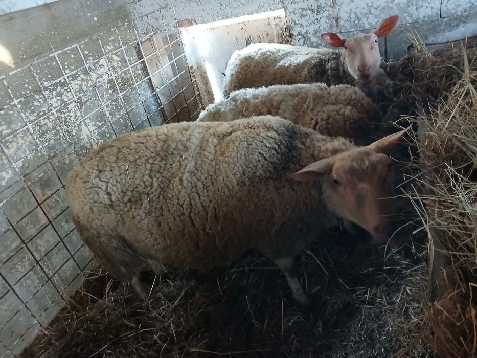 De vânzare 3 oițe gestante