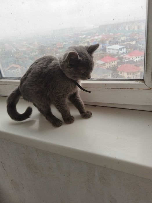 Котенок Британка