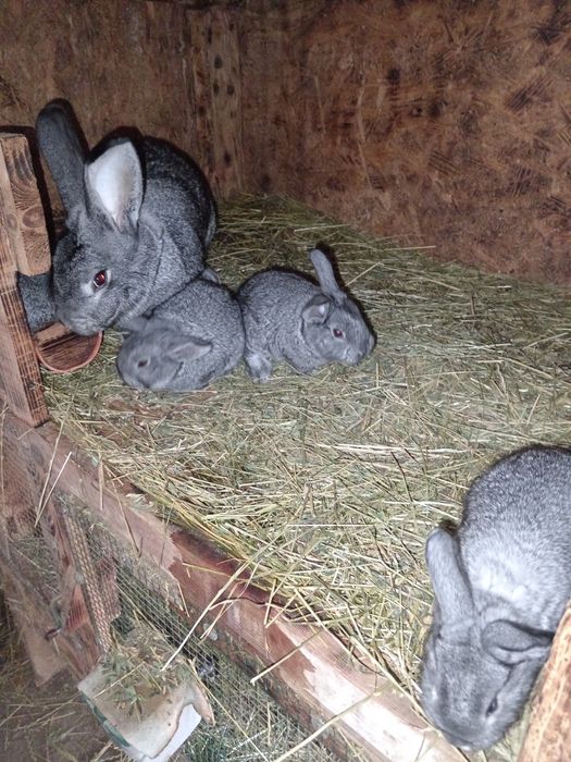 Iepuri chinchilla mare