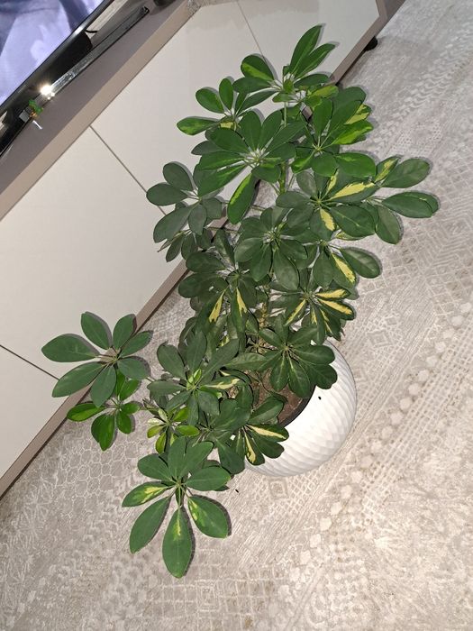 Продам шефлеру в кашпо