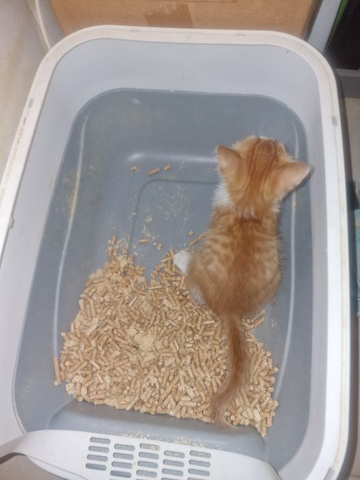 Котенок в добрые руки