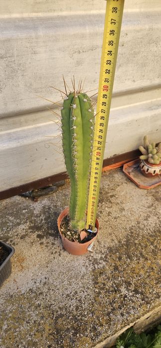 Кактуси Сан Педро /Т. Peruvianus/ - последна бройка