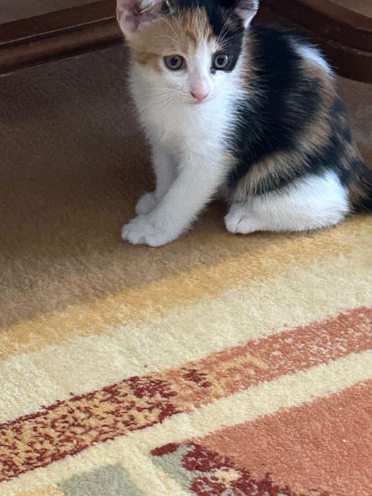 Adopții pisicute