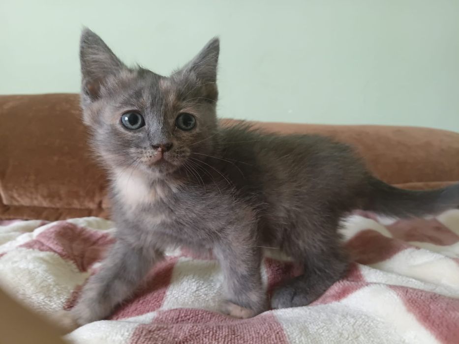 Котята в добрые  руки!