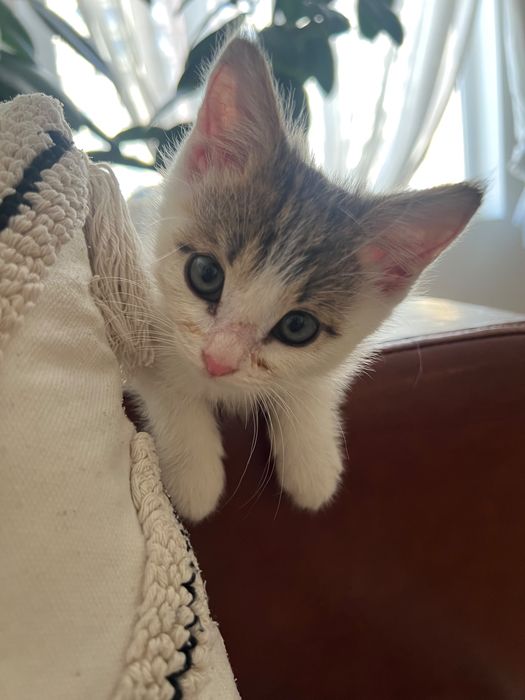 Котенок Лея ищет семью!