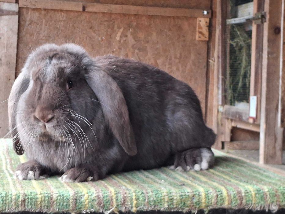 Iepuri berbec german