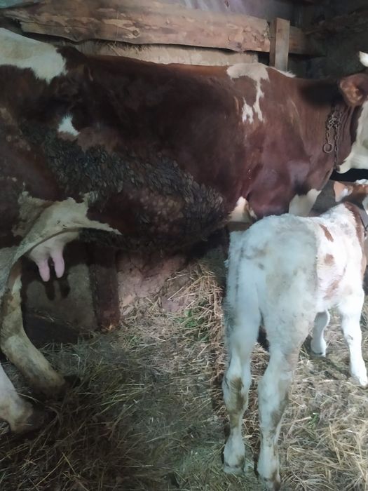 Vand  vacă cu vițel