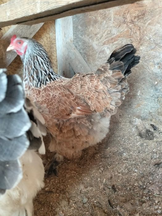 Продается куры брама