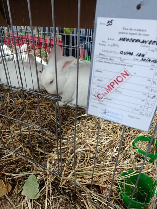 Neozeelandez alb masculi si femele