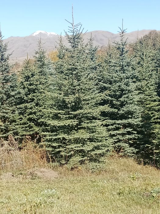 Ёлки голубые сизые