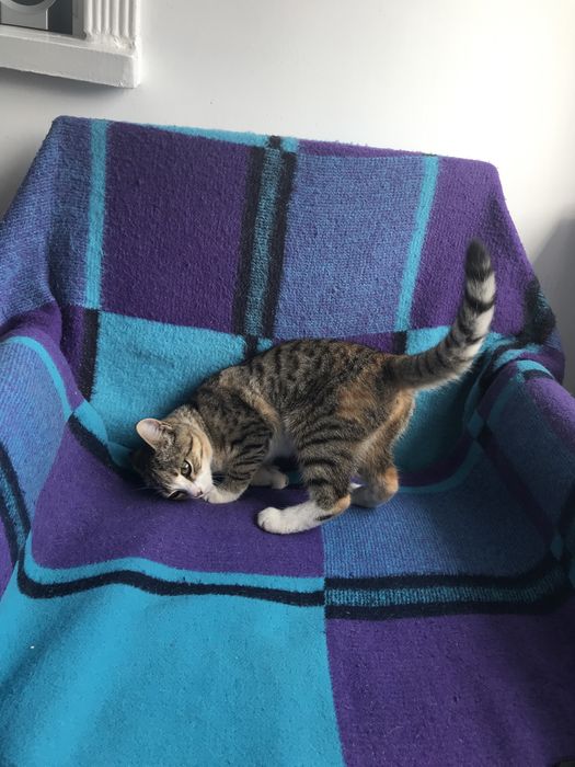 Отдам бесплатно в добрые руки