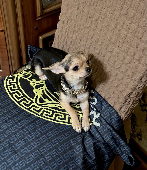 Щенки чихуахуа