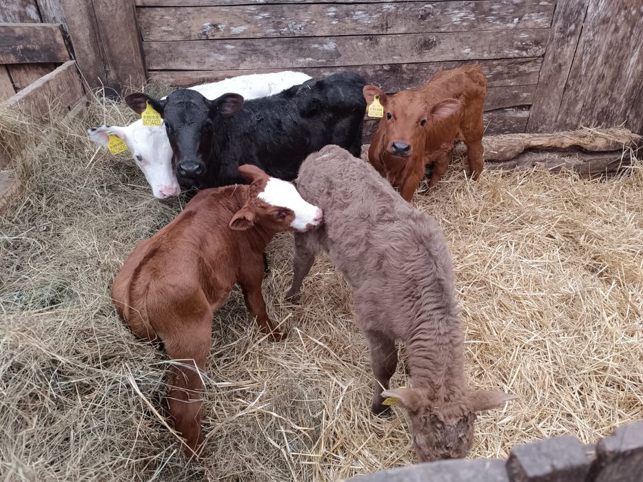 Продам месячных телят