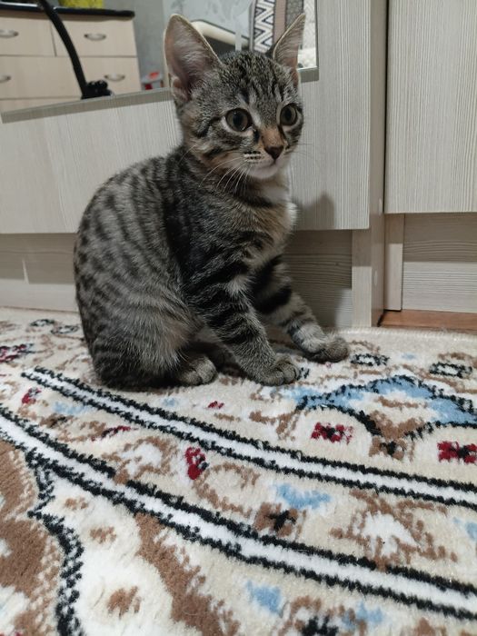 одами котенка в хорошие руки