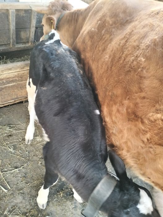 Vând  junca de 2 ani cu tot cu vitica