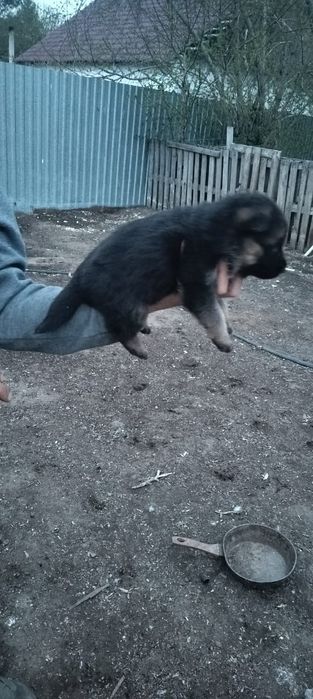 Продаю немецких щенков