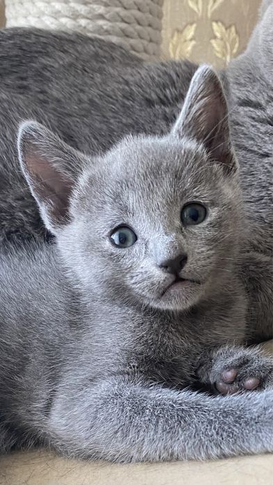 Русская голубая кошка