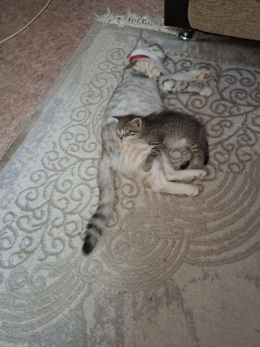 Отдам котенка, мальчик 1,5 мес.