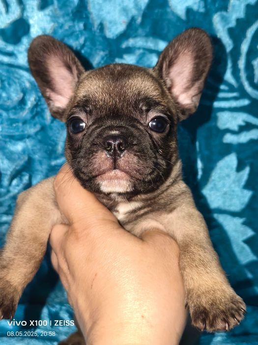 Щенки французского бульдога.