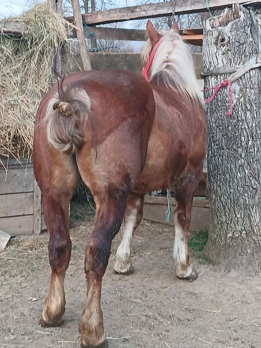 Iapa si mnz de vanzare