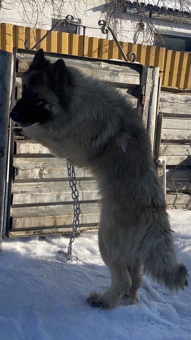 Вязка Немецкая овчарка