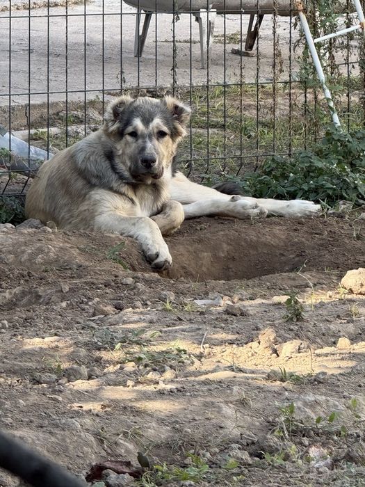 Продаётся мальчик Алабай