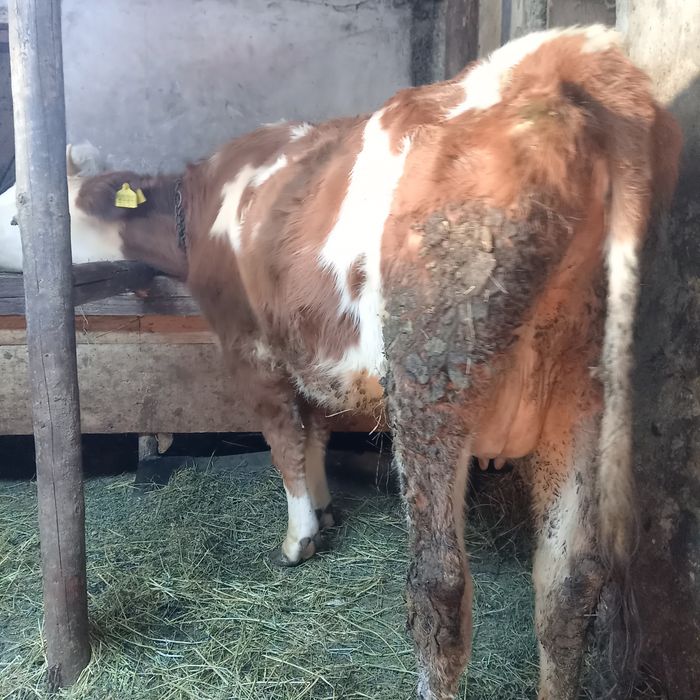 Vand 2 vaci baltat romanesc