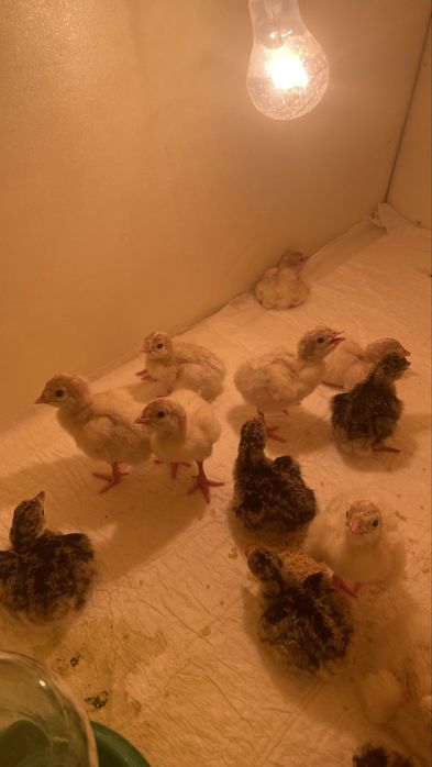 Продам индюшат домашних