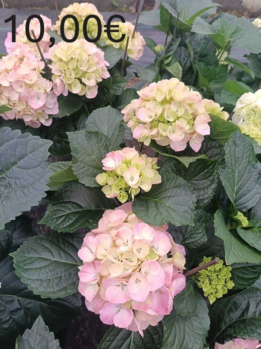 Цветя на Едро и Дребно!Градински център "Далия" гр.Садово.