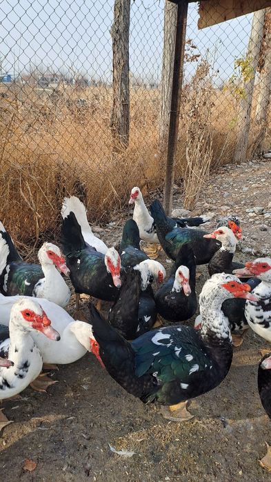 Индигуткалар 12та