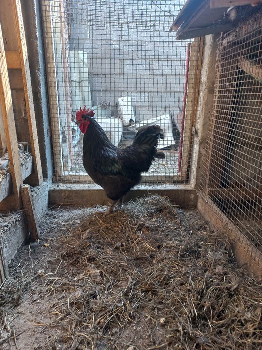 Продам племенного петуха