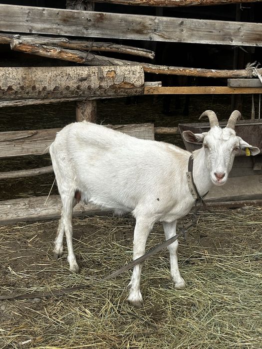 Продам Заненскую козу 2 отел