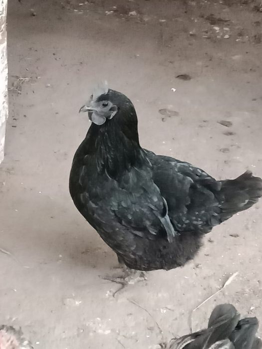 продам суточных цыплят