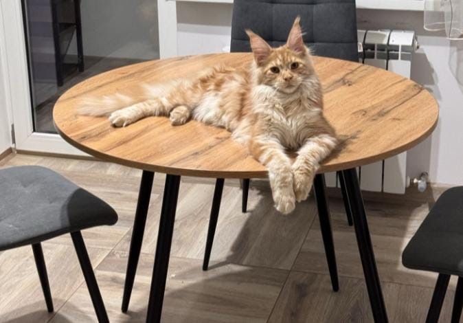 Кот породы Мейн-кун