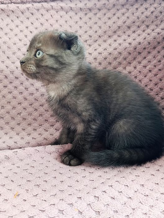 Отдадим котят в добрые руки