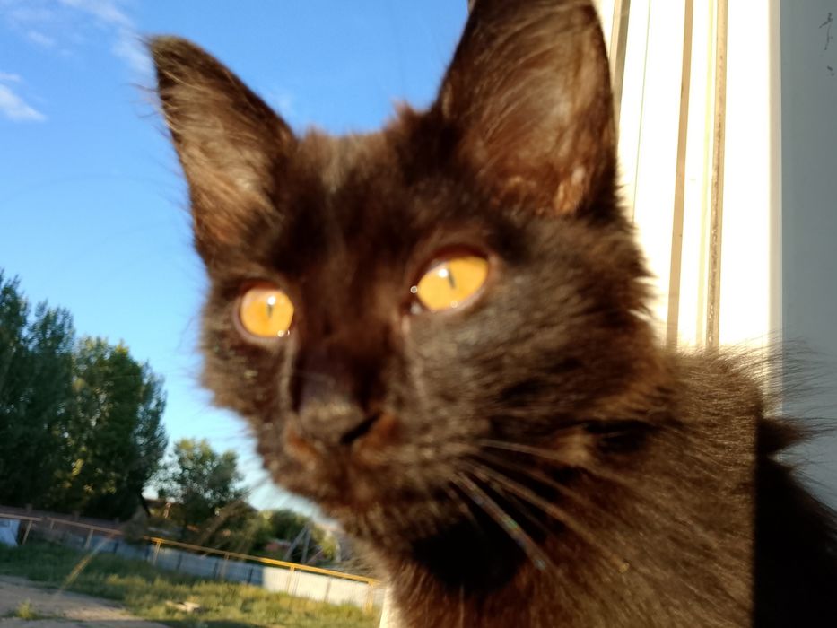 Котята.Чёрный, белый, коричневый