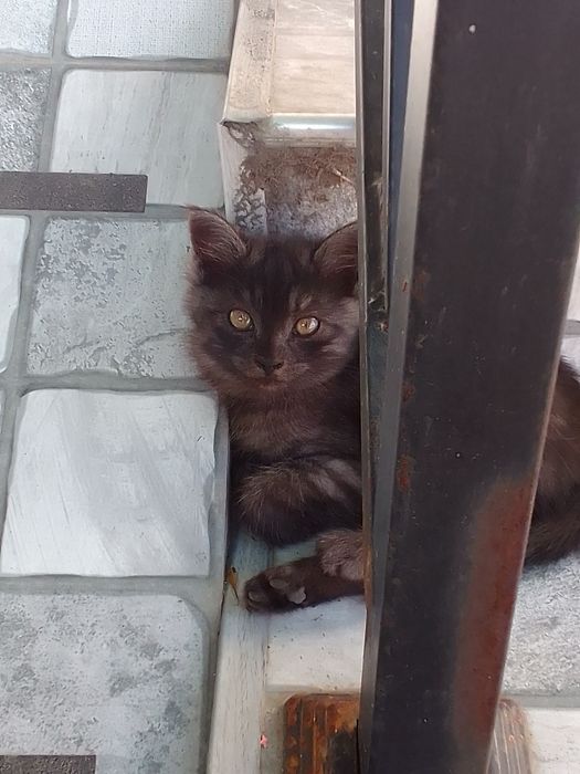 отдам даром котёнка в добрые руки