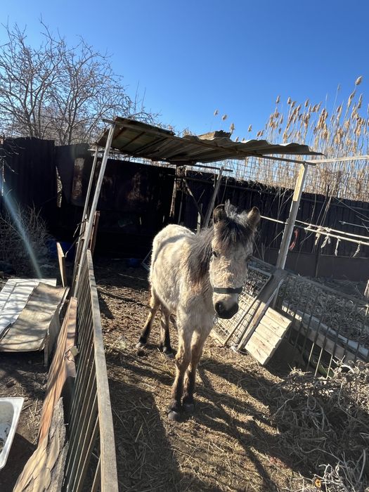 Жабагы мінгі жуас