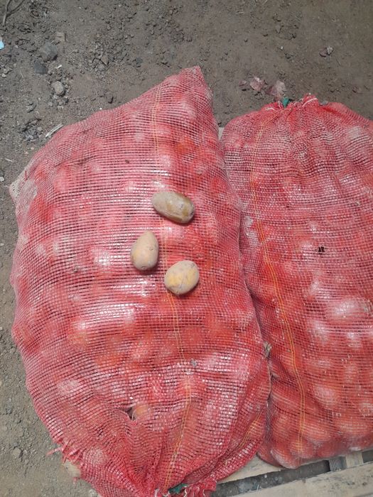 Продам  семяную картошку